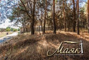 Предлагается к продаже участок, окруженный сосновым лесом.