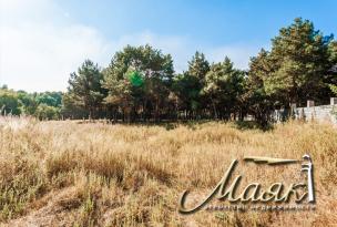 Предлагается к продаже участок, окруженный сосновым лесом.