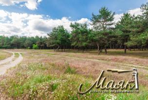 Участок в лесу.