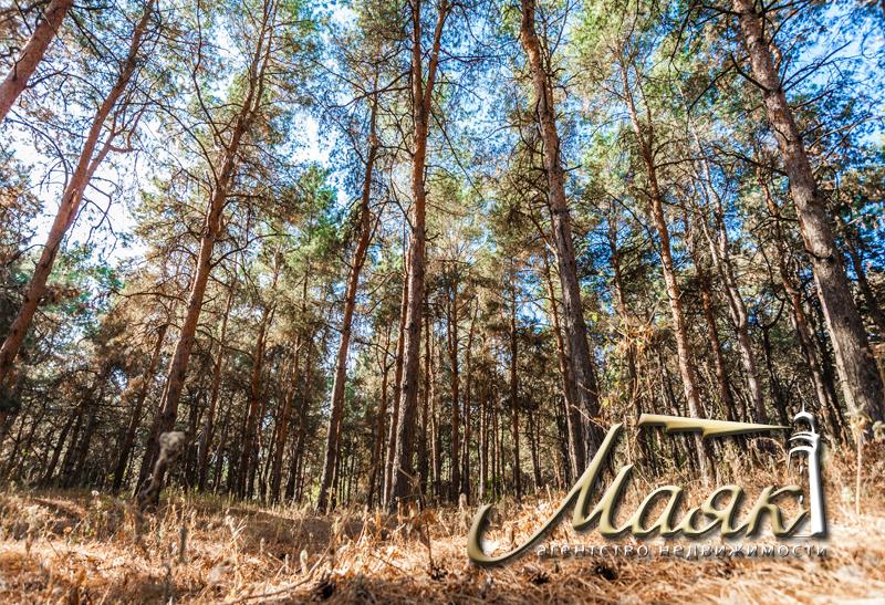 Предлагается к продаже участок, окруженный сосновым лесом.