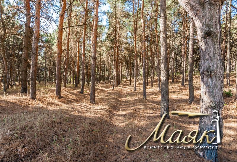 Предлагается к продаже участок, окруженный сосновым лесом.