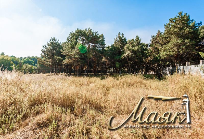 Предлагается к продаже участок, окруженный сосновым лесом.